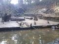 gal/Ile Maurice/_thb_SP_A0223_Reserve_des_Mascareignes.jpg